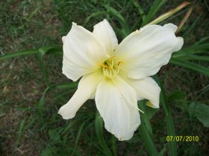 White daylily